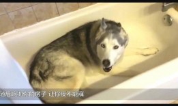 人狗恋视频在线观看,一场跨越物种的浪漫邂逅